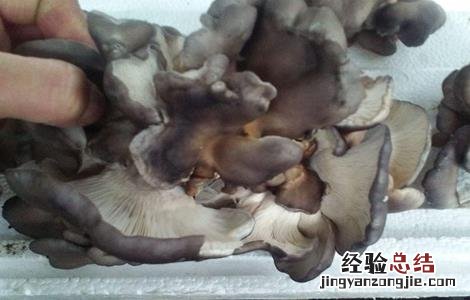 平菇畸形怎么补救 平菇畸形菇的原因及防治方法