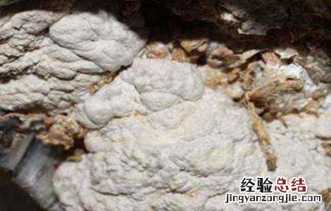 平菇畸形怎么补救 平菇畸形菇的原因及防治方法