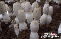 食用菌追肥注意事项和禁忌 食用菌追肥注意事项