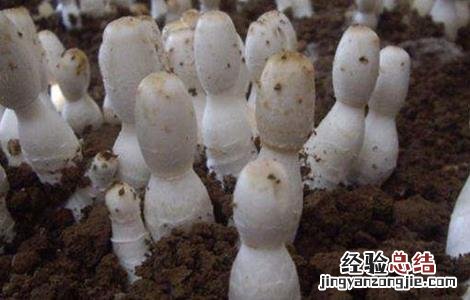 食用菌追肥注意事项和禁忌 食用菌追肥注意事项