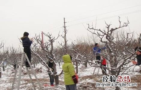 食用菌追肥注意事项和禁忌 食用菌追肥注意事项