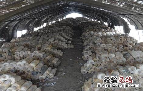 食用菌追肥注意事项和禁忌 食用菌追肥注意事项
