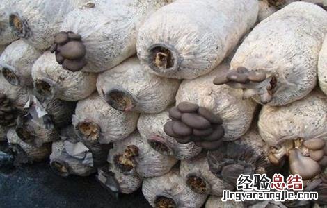 食用菌追肥注意事项和禁忌 食用菌追肥注意事项