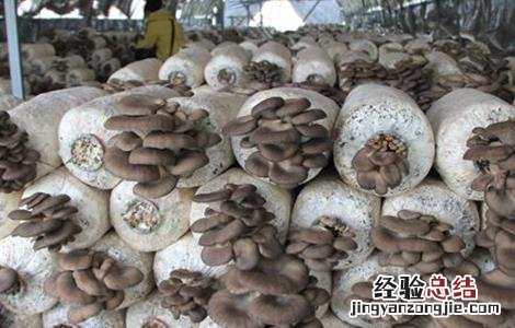 食用菌追肥注意事项和禁忌 食用菌追肥注意事项