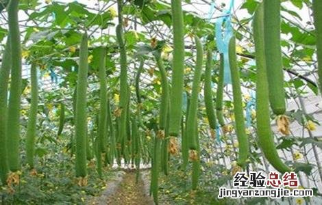 丝瓜生长缓慢该怎么做 丝瓜生长期巧管理