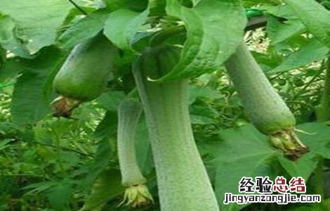 丝瓜生长缓慢该怎么做 丝瓜生长期巧管理