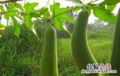 丝瓜生长缓慢该怎么做 丝瓜生长期巧管理