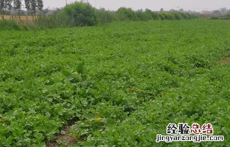 香菜反季节栽培技术视频 香菜反季节栽培技术