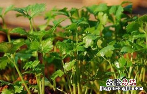 香菜反季节栽培技术视频 香菜反季节栽培技术