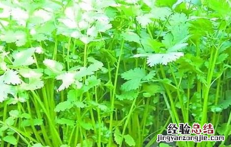 香菜反季节栽培技术视频 香菜反季节栽培技术