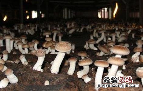 食用菌采收技术要点包括 食用菌采收技术要点
