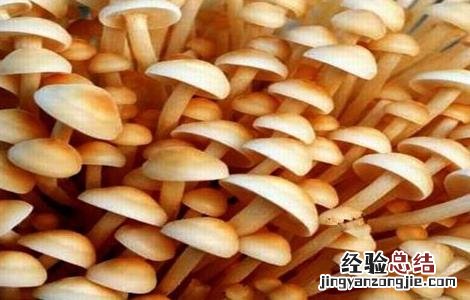 食用菌采收技术要点包括 食用菌采收技术要点