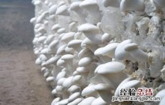 食用菌采收技术要点包括 食用菌采收技术要点