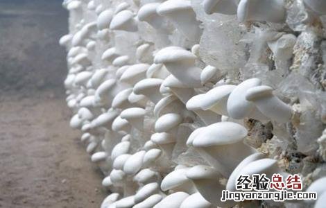 食用菌采收技术要点包括 食用菌采收技术要点
