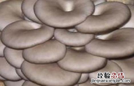 食用菌采收技术要点包括 食用菌采收技术要点