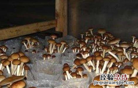 茶树菇的种植条件 茶树菇生长条件