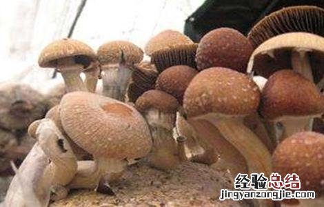 茶树菇的种植条件 茶树菇生长条件