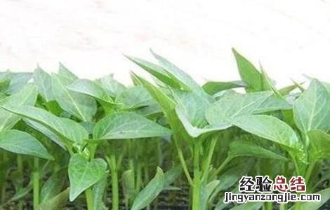 辣椒种子的催芽方法 辣椒种子的催芽方法视频