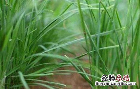 韭菜对环境条件的要求 韭菜对环境条件的要求是什么