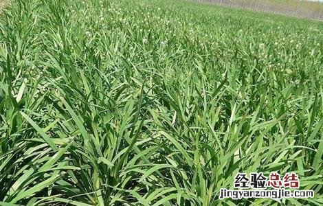 韭菜对环境条件的要求 韭菜对环境条件的要求是什么