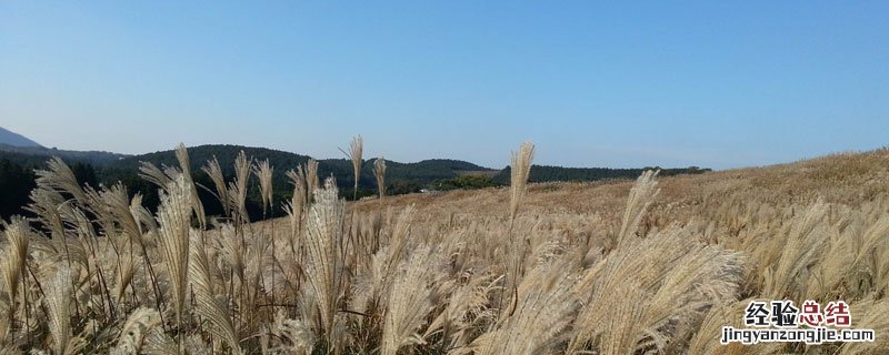 枯草芽孢杆菌不能混用 枯草芽孢杆菌能与杀菌剂混用吗
