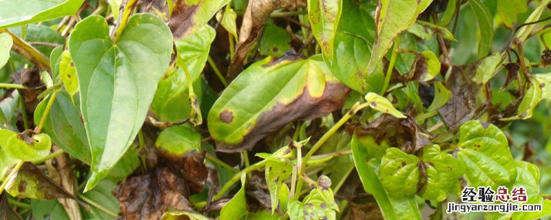 枯萎病特效药 黄瓜枯萎病特效药