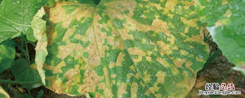 哈茨木霉菌对灰霉病有作用吗 哈茨木霉的主要作用