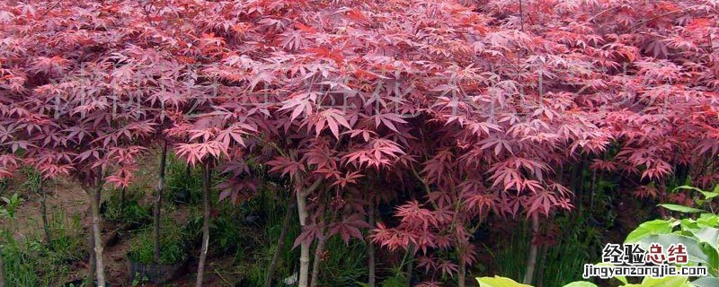 花木矮壮素起什么作用 哪些花木不能打矮壮素