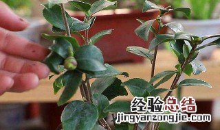 五月份可以扦插茶花吗图片 五月份可以扦插茶花吗