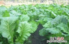 芥菜育苗注意事项图片 芥菜育苗注意事项