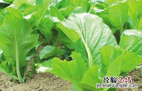 芥菜育苗注意事项图片 芥菜育苗注意事项