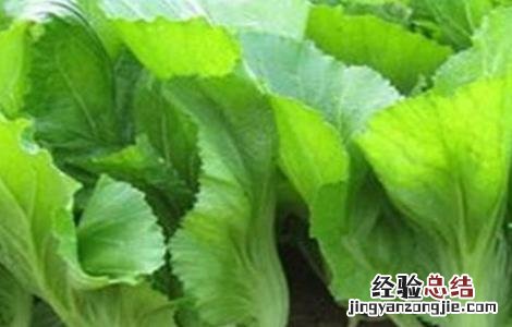 芥菜育苗注意事项图片 芥菜育苗注意事项