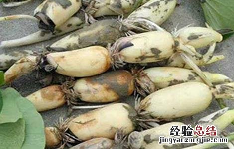 几种藕的繁殖方法图解 几种藕的繁殖方法