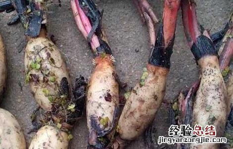 几种藕的繁殖方法图解 几种藕的繁殖方法