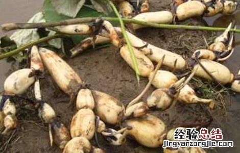 几种藕的繁殖方法图解 几种藕的繁殖方法