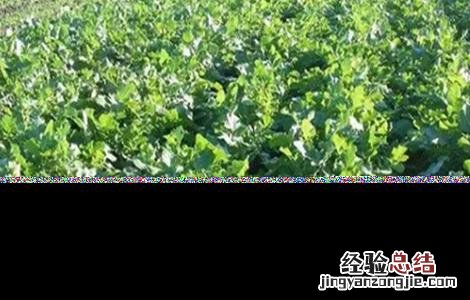 甜菜种植的注意事项 甜菜种植的注意事项有哪些