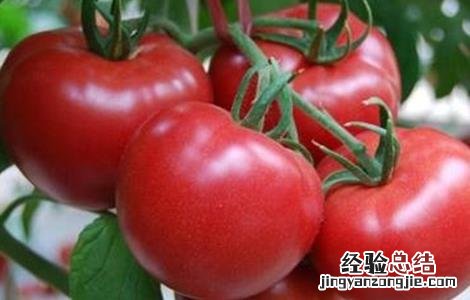 番茄裂果怎么办啊 番茄裂果怎么办