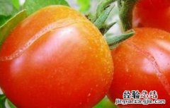 番茄裂果怎么办啊 番茄裂果怎么办