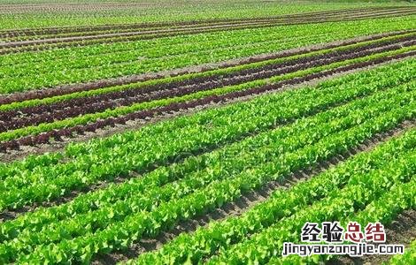 蔬菜种植成功需要考虑哪些因素 2019种植蔬菜要考虑的因素