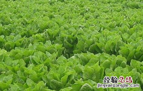 蔬菜种植成功需要考虑哪些因素 2019种植蔬菜要考虑的因素