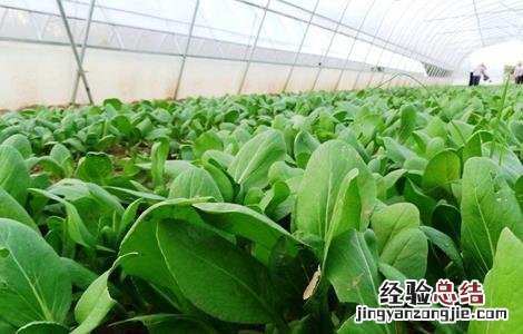 蔬菜种植成功需要考虑哪些因素 2019种植蔬菜要考虑的因素