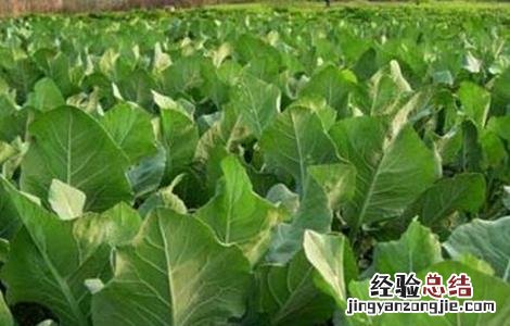 蔬菜种植成功需要考虑哪些因素 2019种植蔬菜要考虑的因素