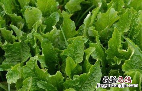 蔬菜种植成功需要考虑哪些因素 2019种植蔬菜要考虑的因素