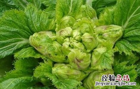 儿菜种植技术 儿菜种植技术和管理