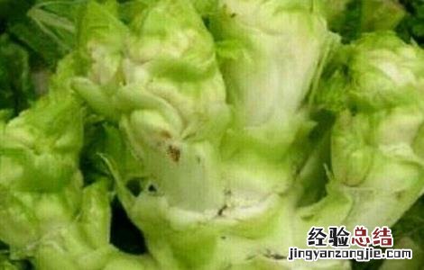 儿菜种植技术 儿菜种植技术和管理