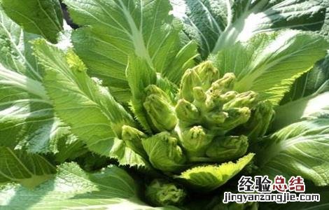 儿菜种植技术 儿菜种植技术和管理