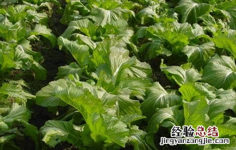 儿菜种植技术 儿菜种植技术和管理
