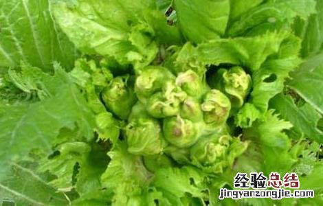 儿菜种植技术 儿菜种植技术和管理