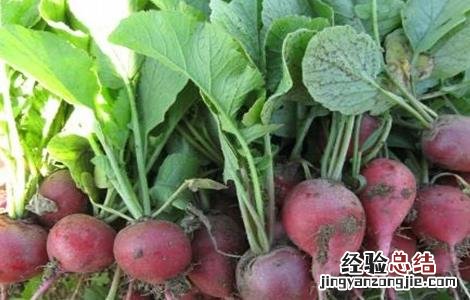 樱桃萝卜的种植方法 樱桃萝卜的种植方法和时间哪里能买到樱桃罗卜种子