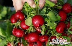樱桃萝卜的种植方法 樱桃萝卜的种植方法和时间哪里能买到樱桃罗卜种子